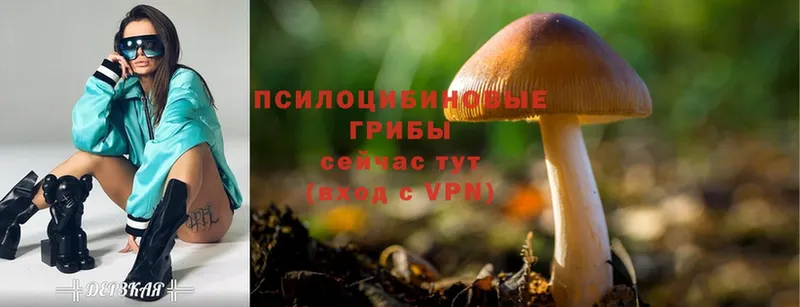 площадка состав  Карабаново  Псилоцибиновые грибы Magic Shrooms  даркнет сайт 